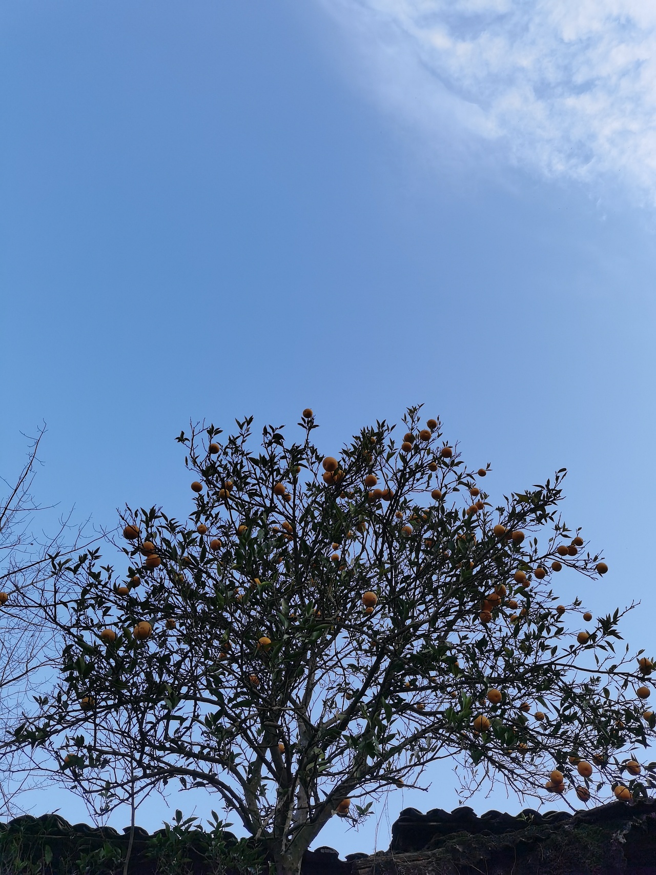 冬日的橘树|摄影|风光摄影|第十一度 - 原创作品 - 站酷 (zcool)