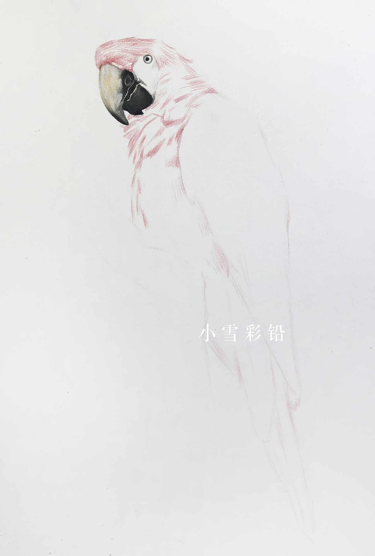 彩铅鹦鹉超写实逼真的绘画作品你值得一看（图ZMTQzMDk0ODE2） - 绘画 - 站酷设计师小雪绘画原创素材 - 站酷ZCOOL