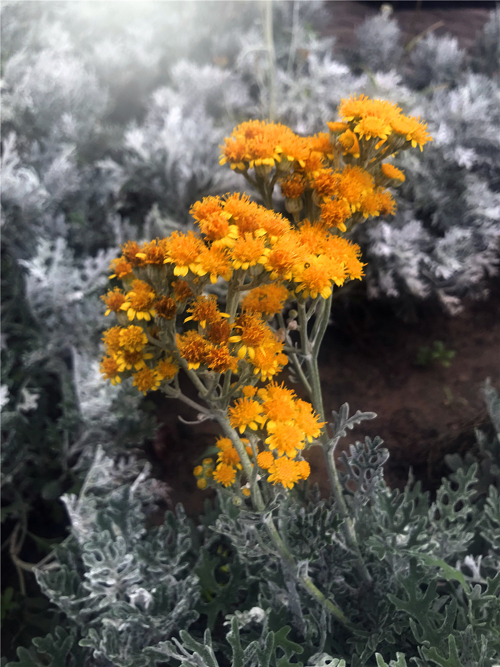 刘勇良手机纪实摄影:银叶菊