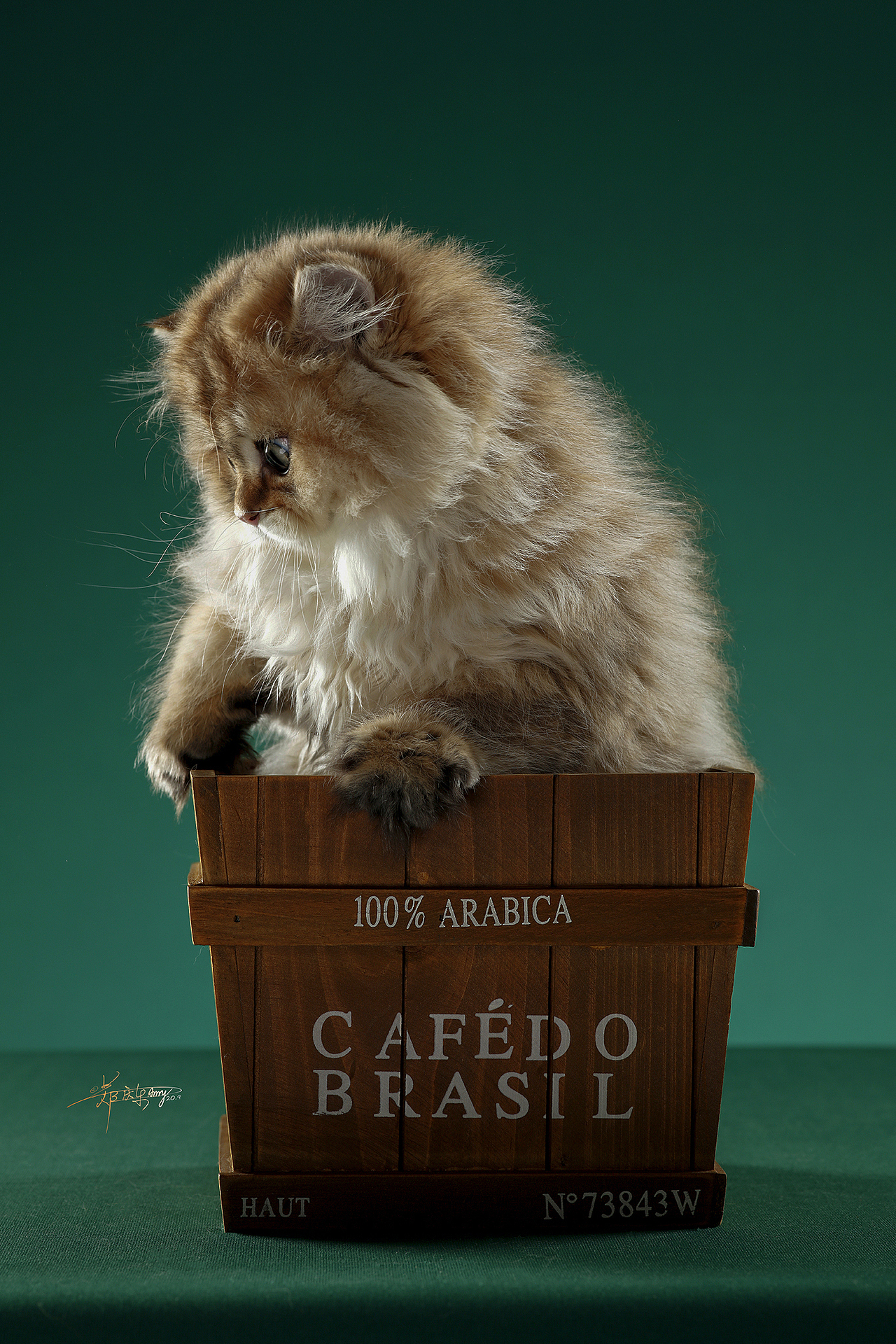 英国长毛猫（图ZMjQxODIzNDc2） - 宠物摄影 - 站酷设计师AMYWORKS赛猫摄影原创素材 - 站酷ZCOOL