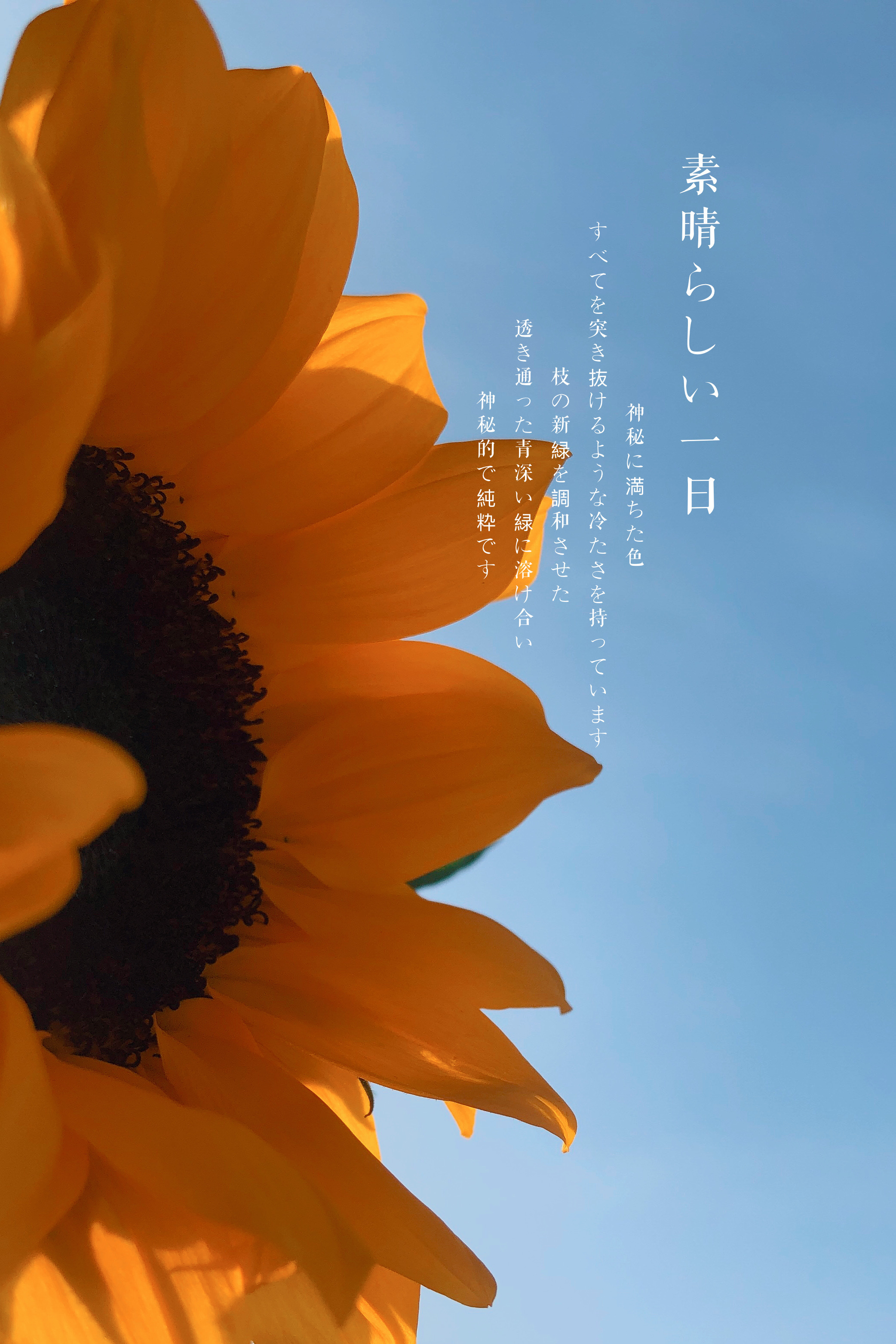 向日葵