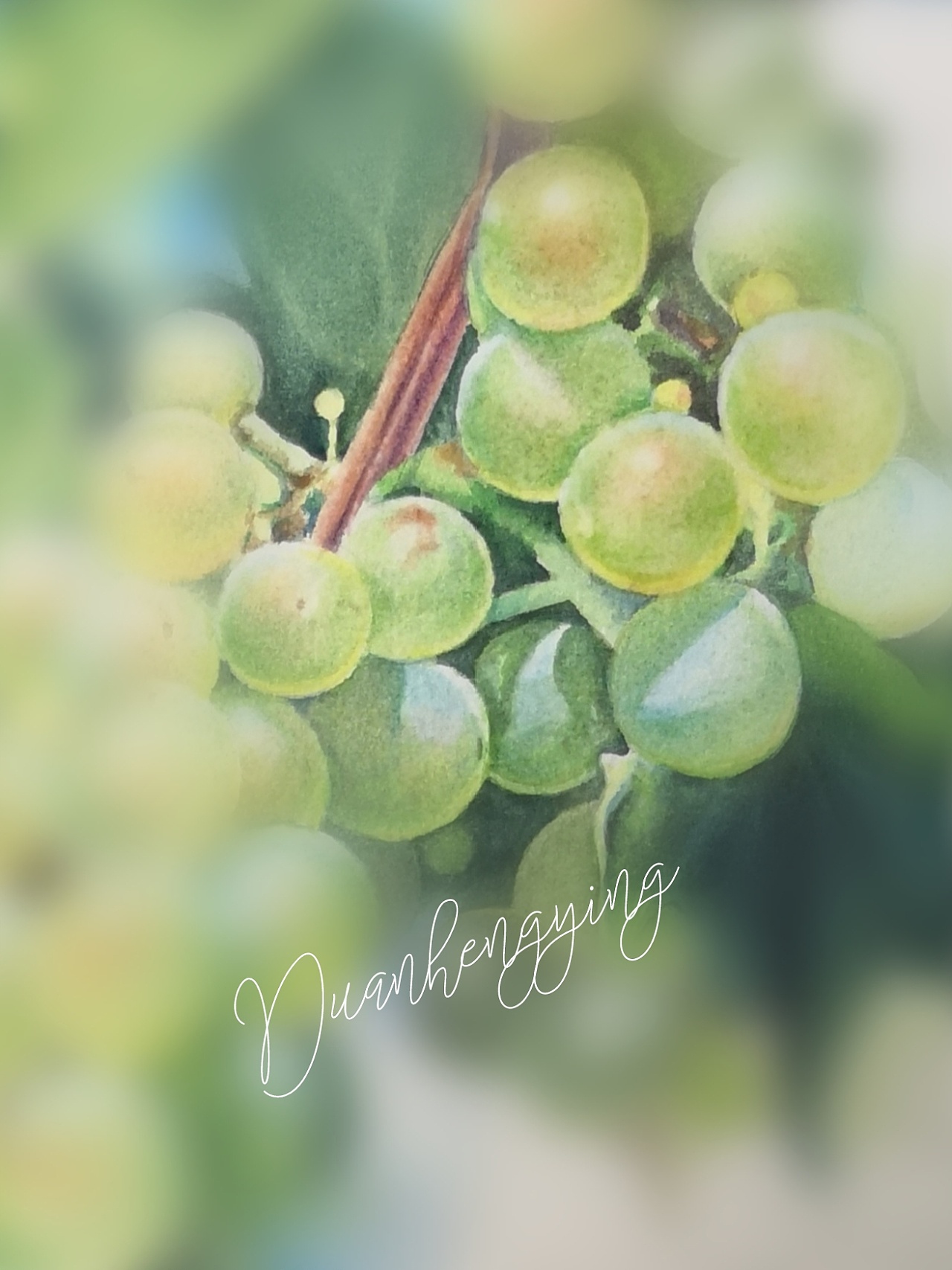 水彩～熟透的绿葡萄～9
