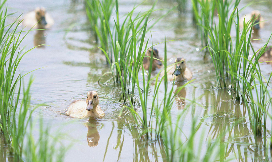 本來味稻有機(jī)大米品牌設(shè)計(jì)（圖ZODk3OTI1NDg=） - 品牌 - 站酷設(shè)計(jì)師上智誠品牌原創(chuàng)素材 - 站酷ZCOOL