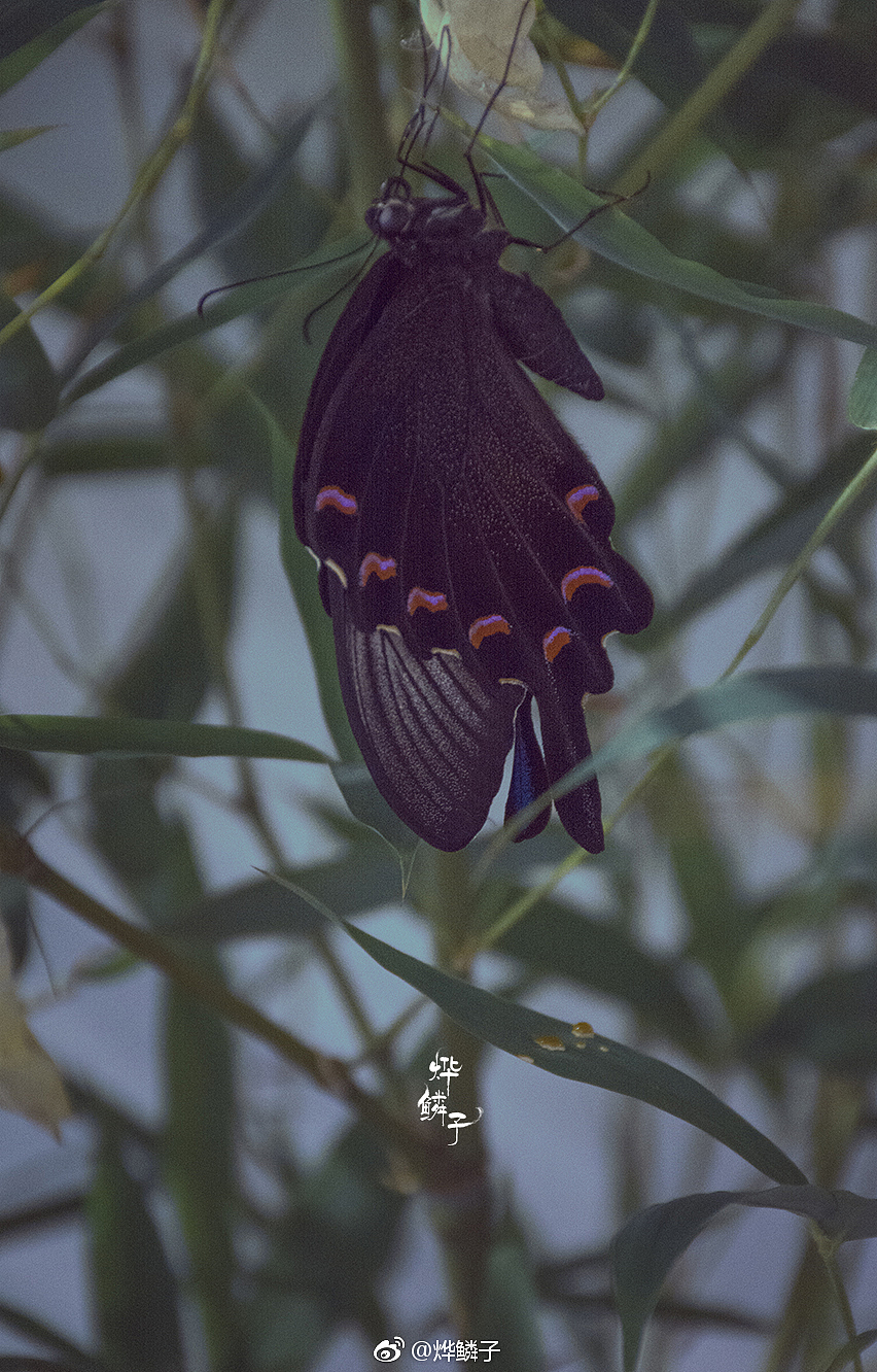 18年摄影作品（图ZMTUzMTg1MTgw） - 宠物摄影 - 站酷设计师烨鳞子原创素材 - 站酷ZCOOL