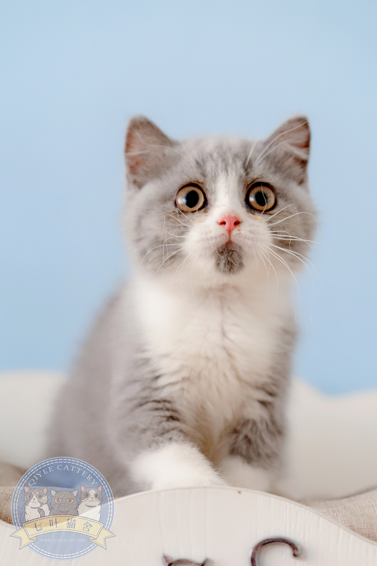 英国短毛猫宠物猫摄影，七叶猫舍（图ZMTY0MDQxNjk2） - 宠物摄影 - 站酷设计师七叶英短猫舍原创素材 - 站酷ZCOOL