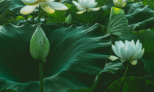 荷露Hello教育 品牌设计