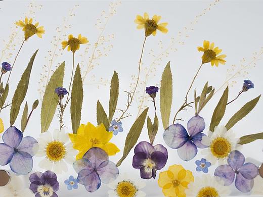 手工押花平面插画