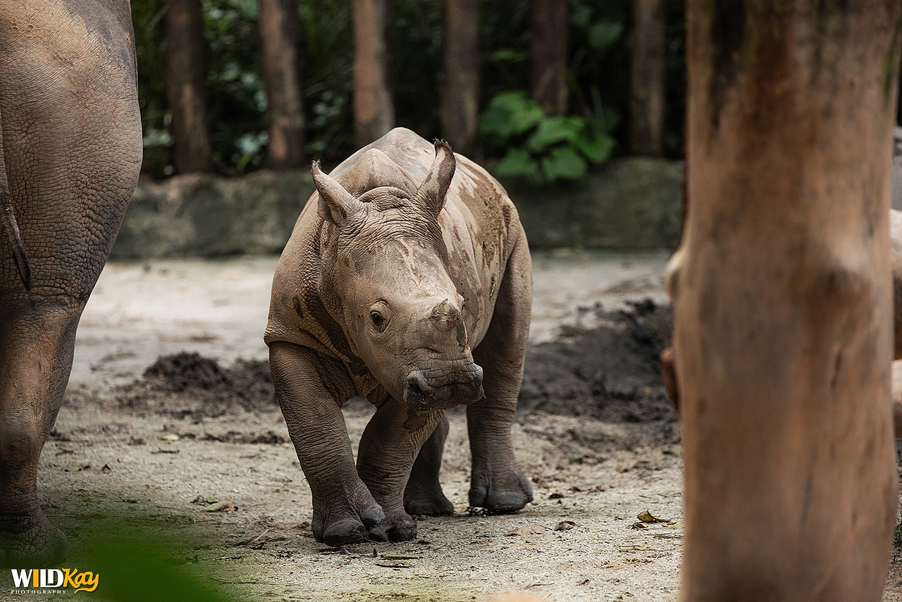 《生命和爱365》合集 I（图ZMTg0NTAwNDY4） - 宠物摄影 - 站酷设计师WildKay原创素材 - 站酷ZCOOL