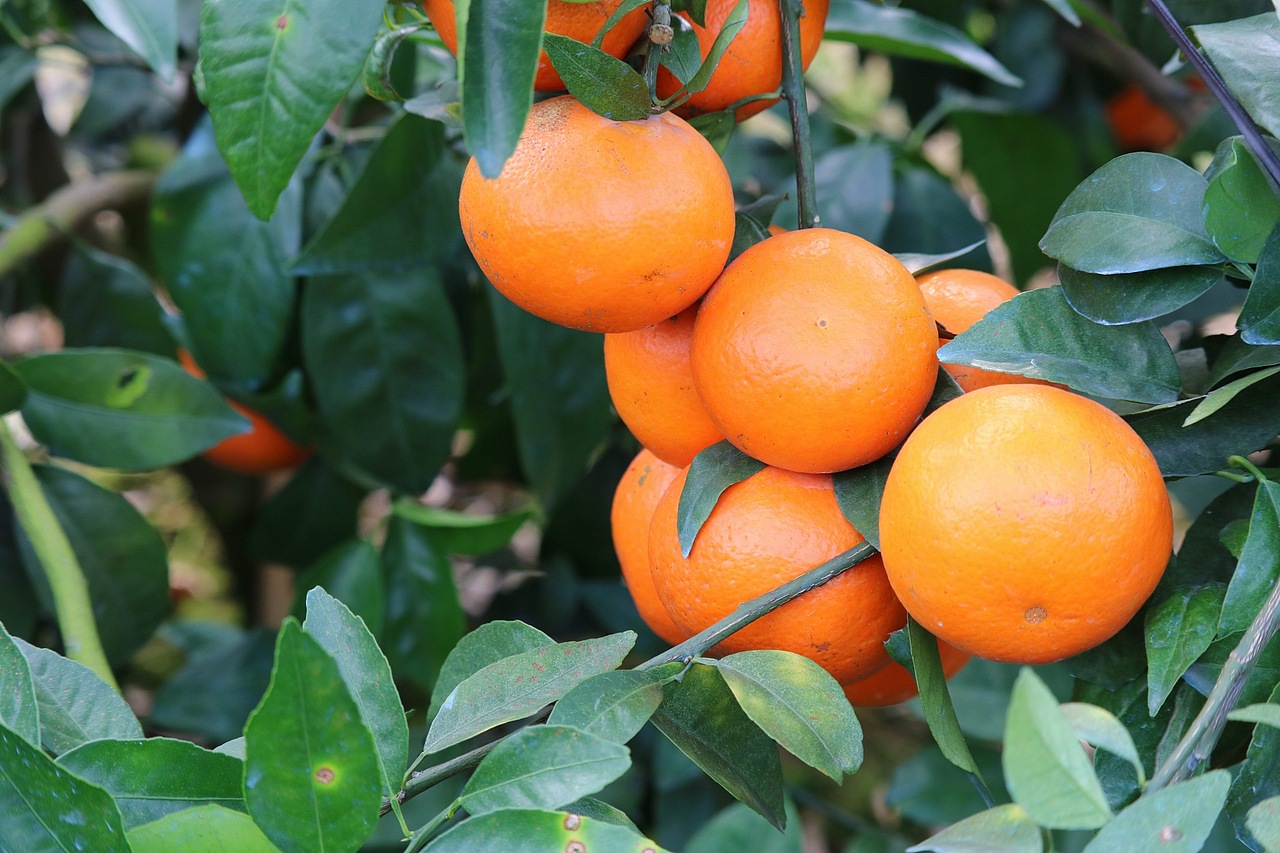 老男人果品沃柑水果工艺