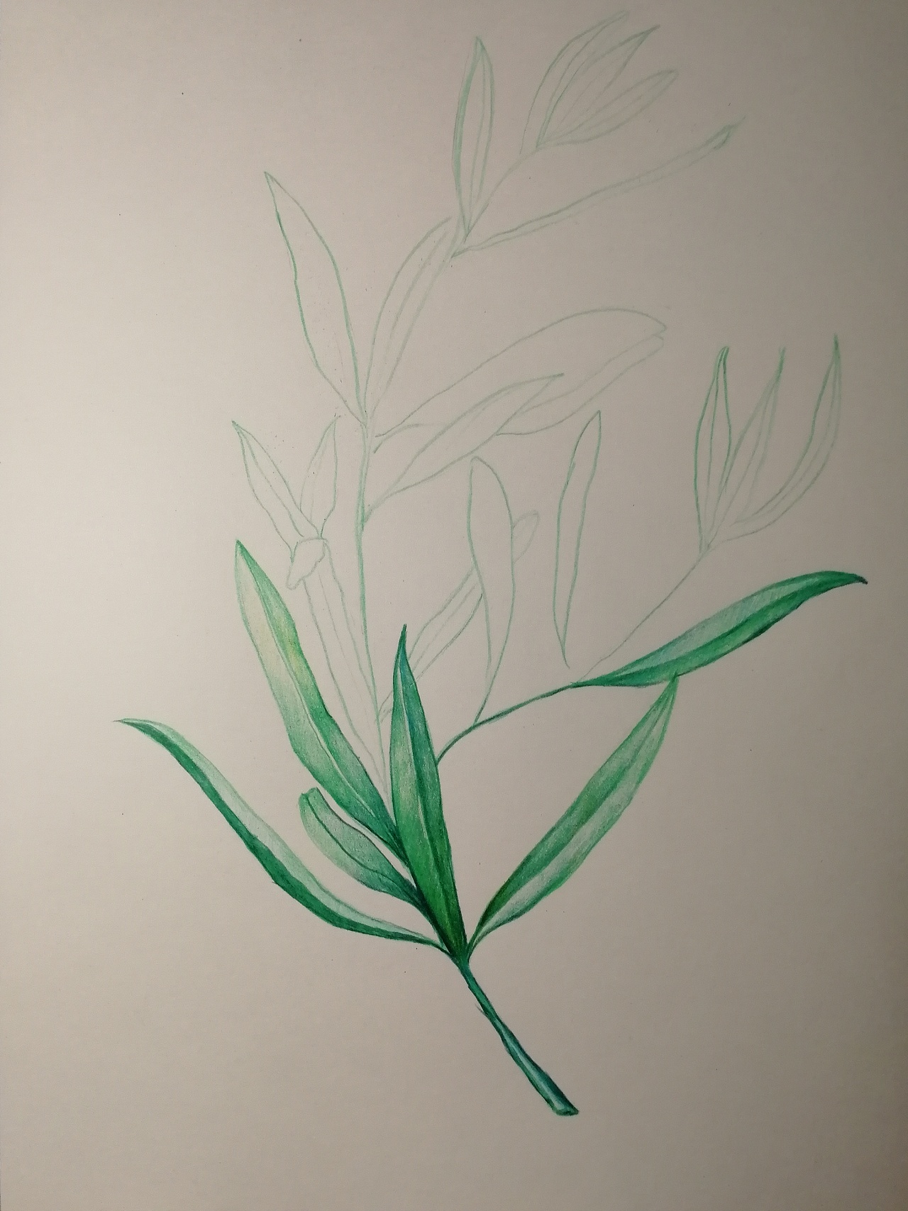 彩铅练习|纯艺术|绘画|xy韶华舞流年_临摹作品-站酷zcool