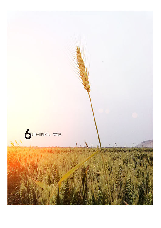 6月田间的麦浪（图ZMzE4MzA2OA==） - 风光摄影 - 站酷设计师廿八亩田原创素材 - 站酷ZCOOL