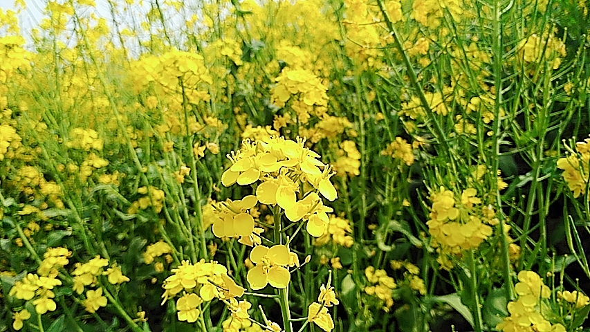 油菜花田（图ZMjAyMDQ0MDI4） - 风光摄影 - 站酷设计师衫泽原创素材 - 站酷ZCOOL