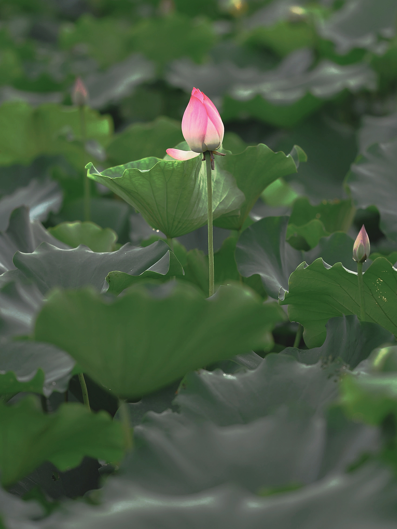 . 荷花 .（图ZMjEzOTE5MDEy） - 产品摄影 - 站酷设计师覓徑原创素材 - 站酷ZCOOL