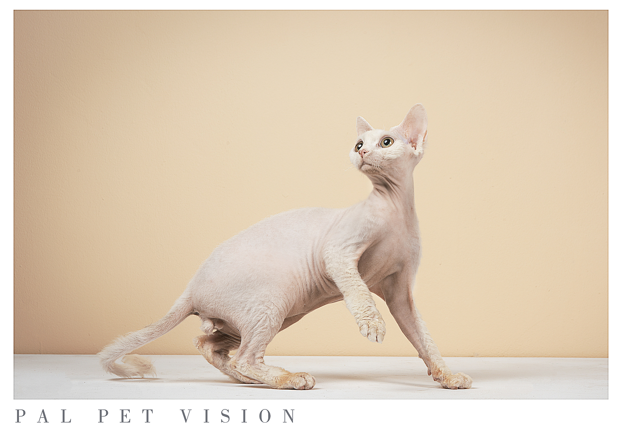 宠物产品摄影/宠物用品之宠物产品视频，再来一组混搭（图ZMjA1MjU2NzA0） - 宠物摄影 - 站酷设计师珀珀视觉原创素材 - 站酷ZCOOL