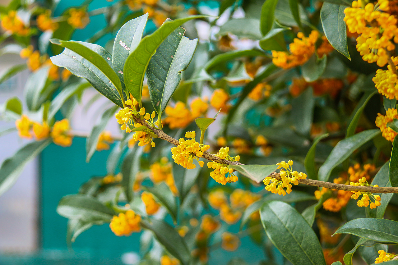 满城尽带桂花香。