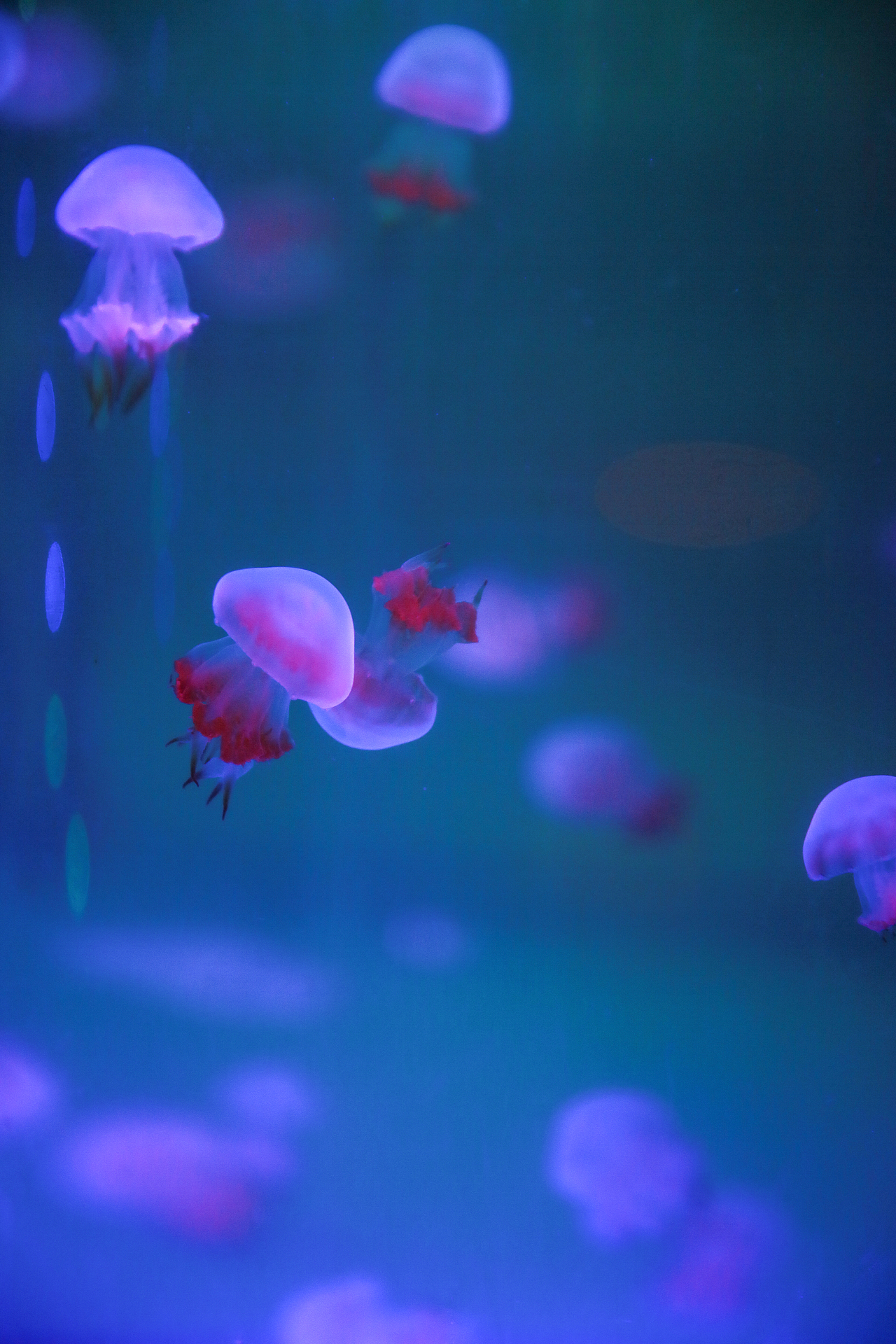 最萌物系列——水母