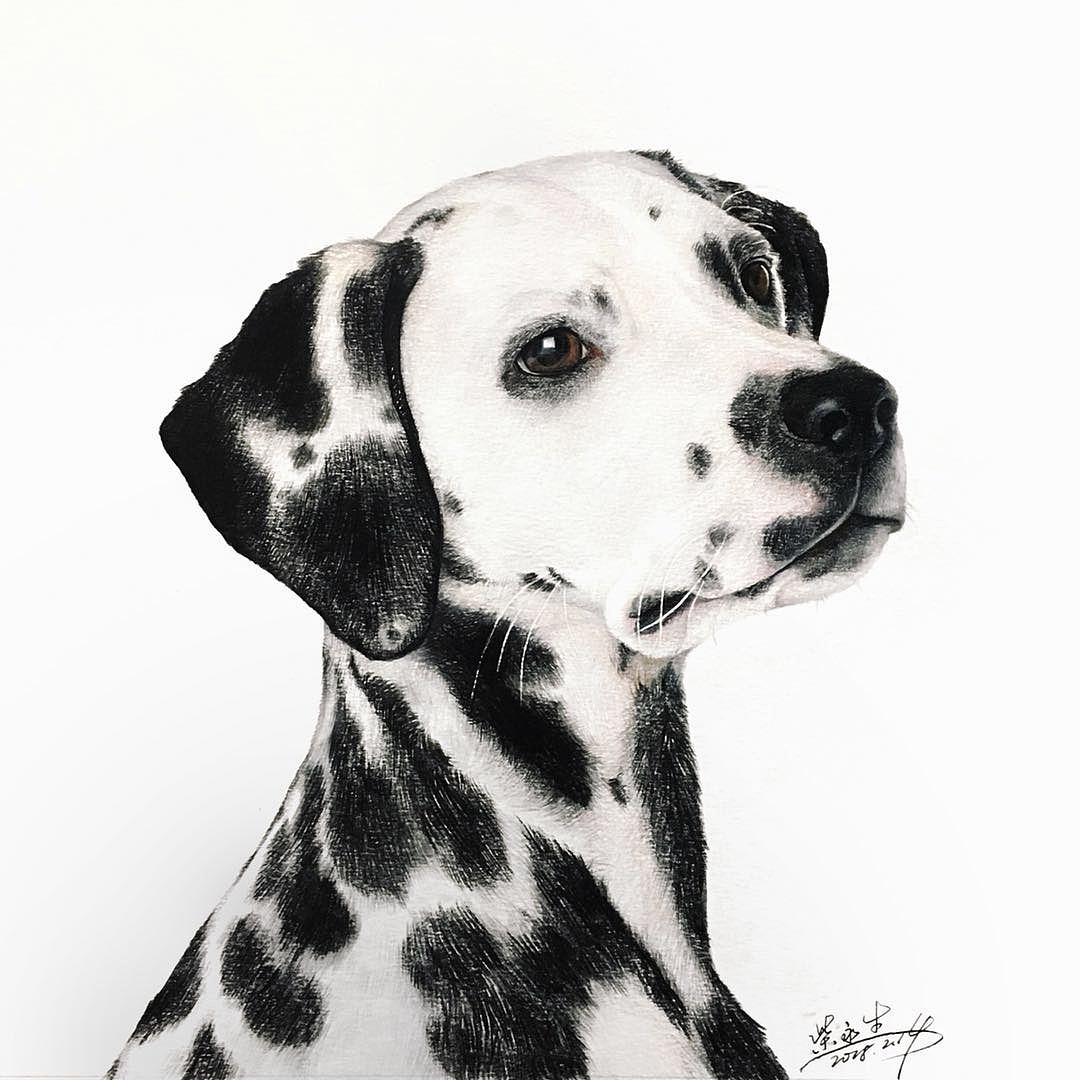 彩铅手绘——斑点狗
