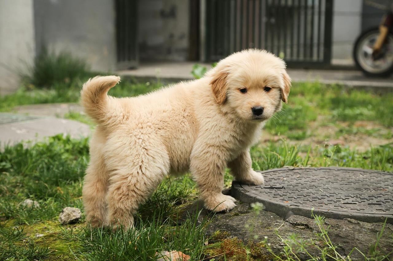 我的宠物们（图ZODA2OTcyODA=） - 宠物摄影 - 站酷设计师大郭2497原创素材 - 站酷ZCOOL