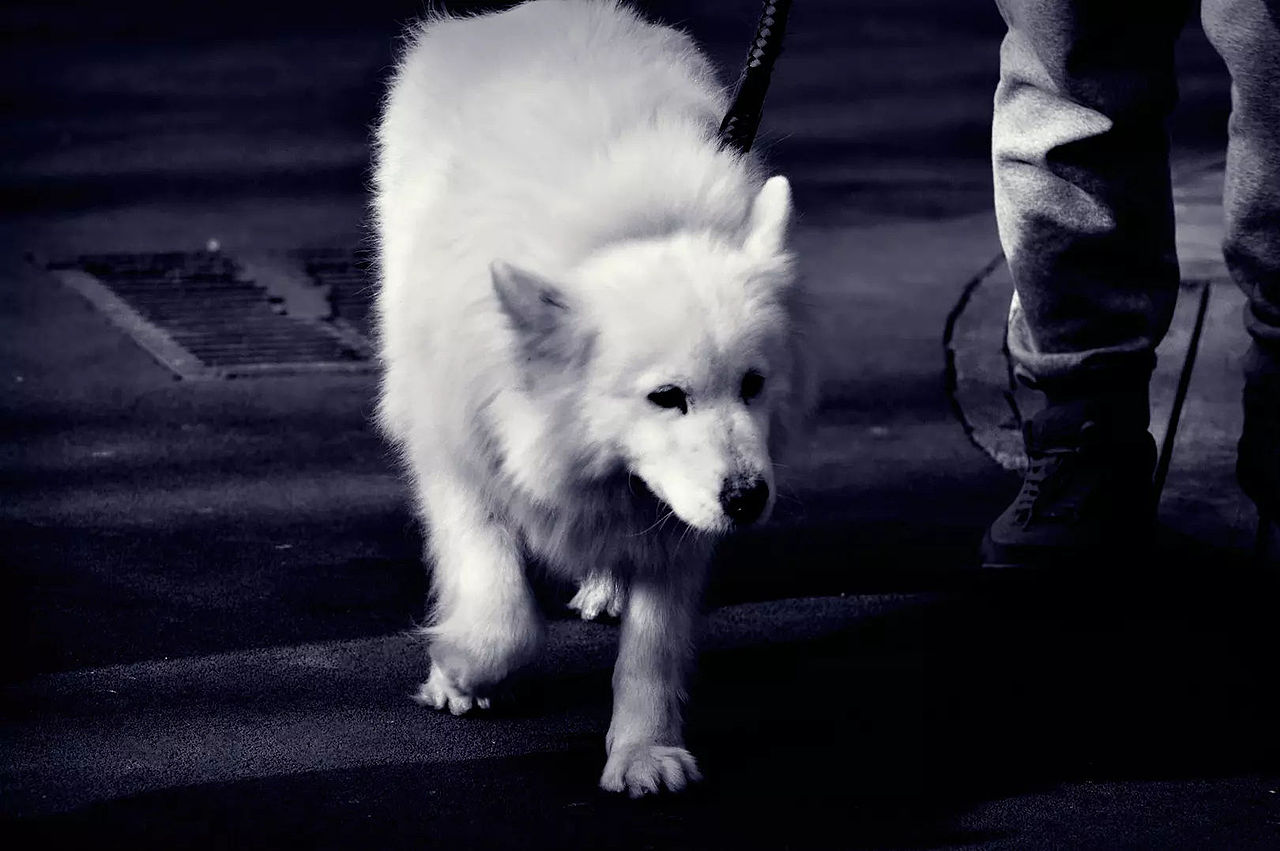 2018宠物合集（图ZMTQ0MDU5MjEy） - 宠物摄影 - 站酷设计师黑猫姐姐原创素材 - 站酷ZCOOL