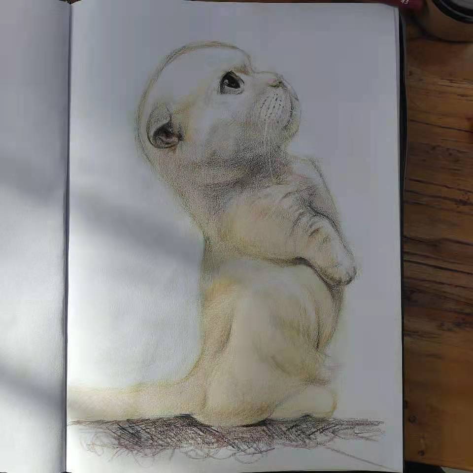 猫猫的眼睛里有星辰大海（图ZMzE2MjExNTQw） - 创作习作 - 站酷设计师辣糖吖原创素材 - 站酷ZCOOL