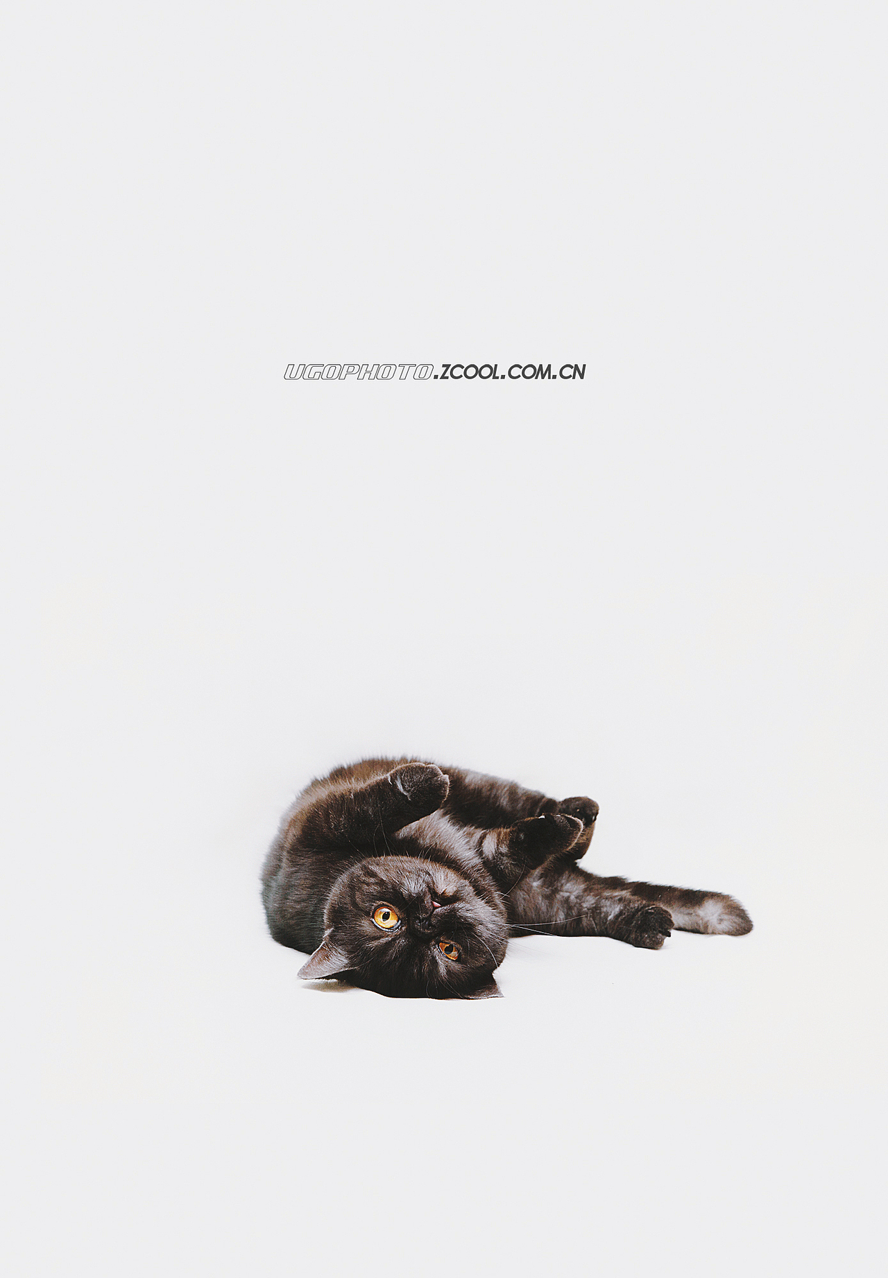 real smile笑的渐进式【动物摄影师何某某个人作品25】