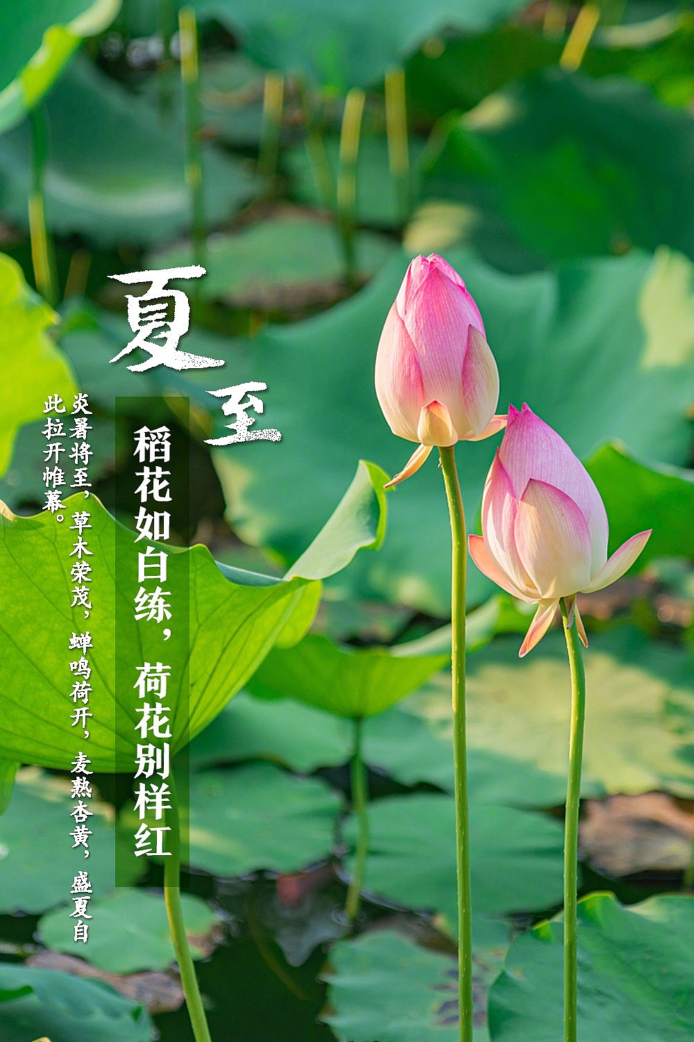 今天,夏至929292|插画|艺术插画|augenstern2021 - 临摹作品