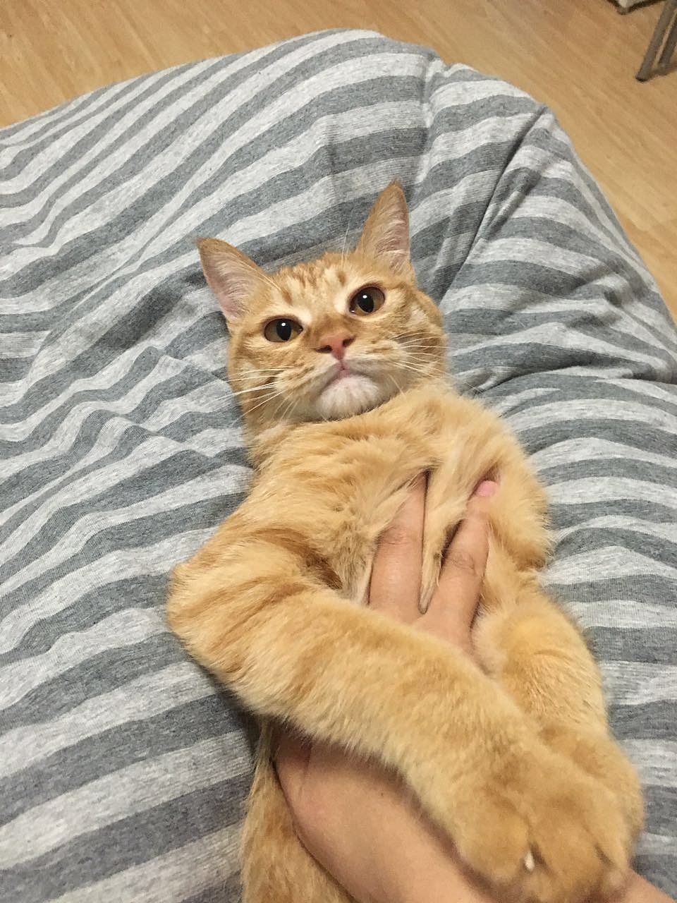 菜刀眼黄豆芽的日常（图ZODEwMzczMTI=） - 宠物摄影 - 站酷设计师violasean原创素材 - 站酷ZCOOL