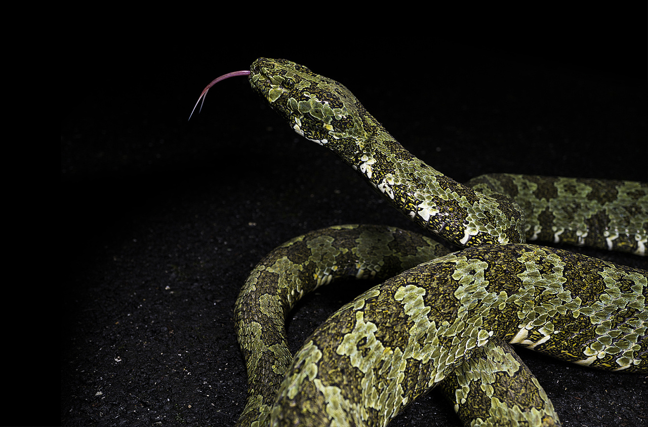 [黑卡纸彩铅画 · 摄影 | 手绘] 莽山烙铁头|纯艺术|绘画|snakejia - 