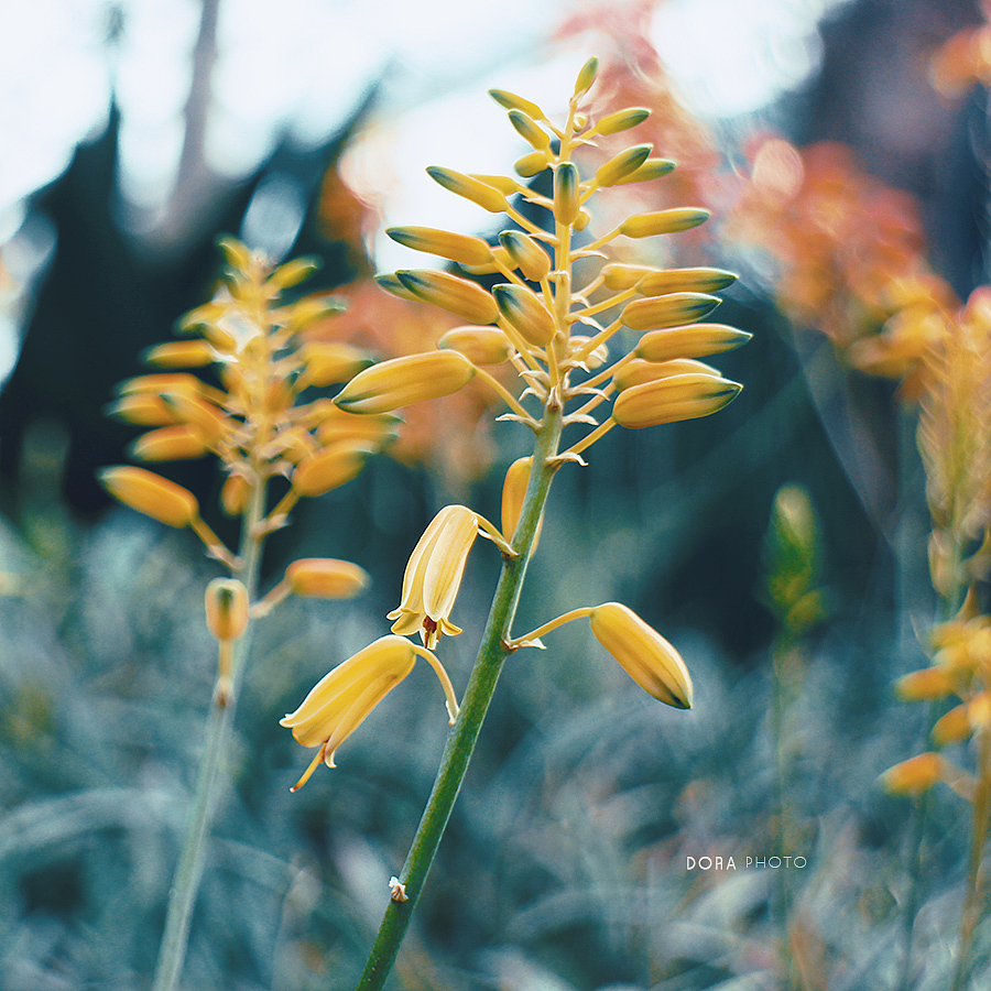 一场繁花（图ZMTI4NjA1NzEy） - 风光摄影 - 站酷设计师朵拉影像原创素材 - 站酷ZCOOL