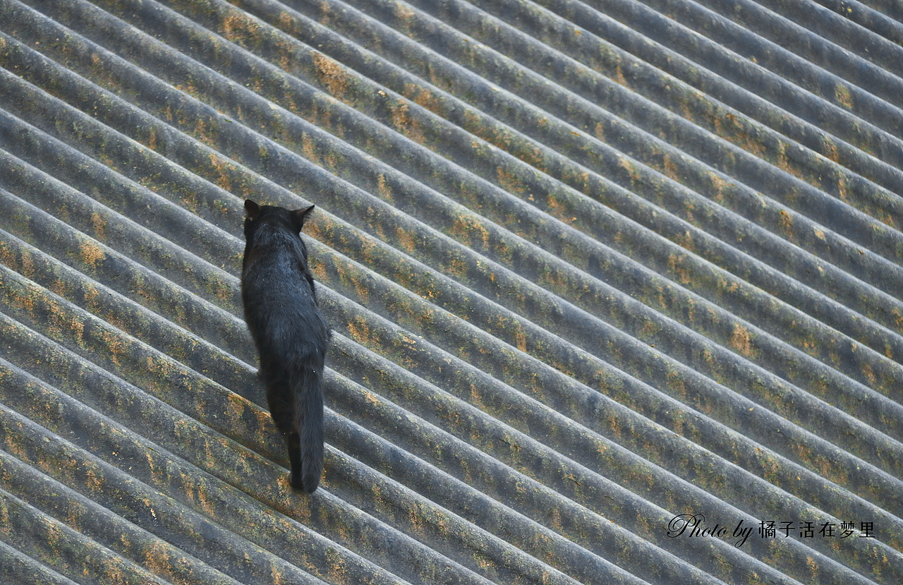 “日午貓晴一線時(shí)，紅嫣紫媚正猖披?！保▓DZMTc2MTA3NTky） - 寵物攝影 - 站酷設(shè)計(jì)師橘子活在夢里原創(chuàng)素材 - 站酷ZCOOL