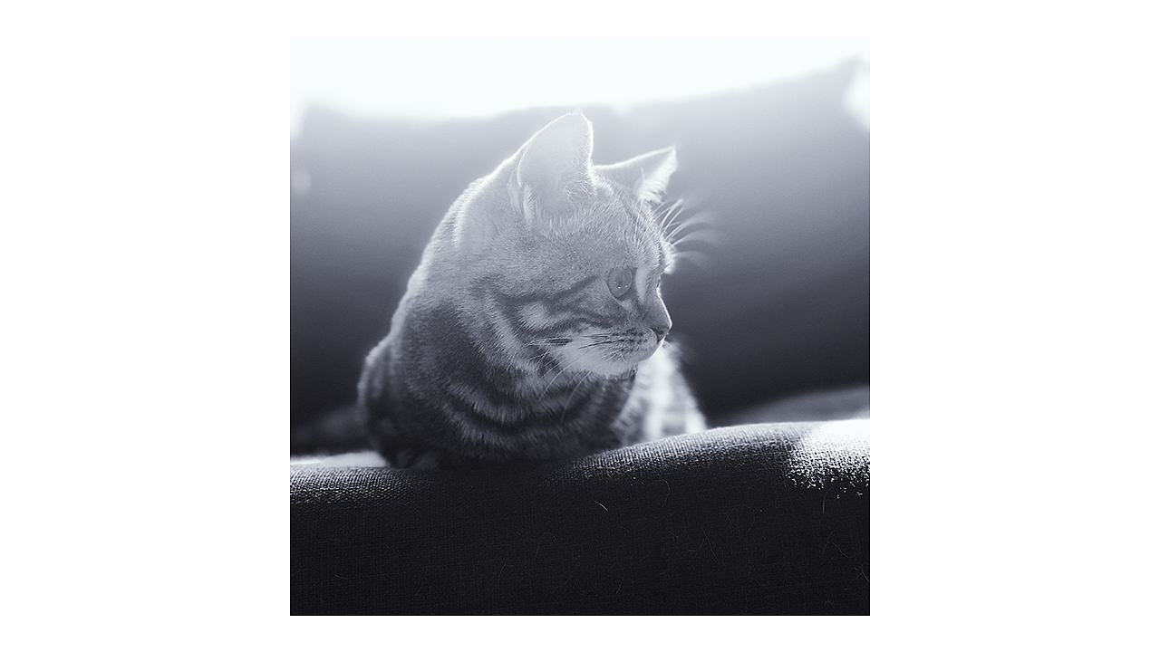 喵主子半歲啦~（圖ZMTA5Mjk3MjA4） - 人文/紀(jì)實攝影 - 站酷設(shè)計師Miss_Mo原創(chuàng)素材 - 站酷ZCOOL