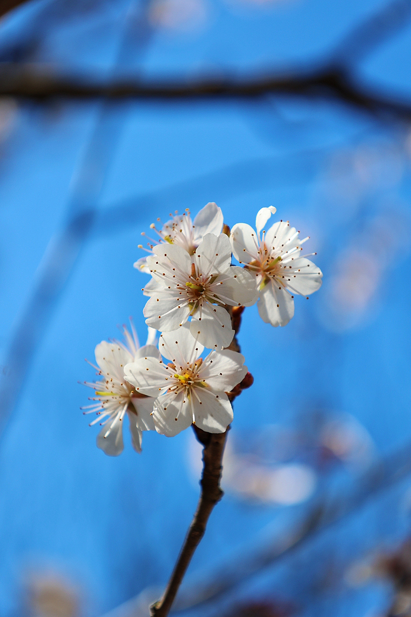 攝影.春日櫻桃花開（圖ZMzMyMjEwODE2） - 風(fēng)光攝影 - 站酷設(shè)計(jì)師海天旖原創(chuàng)素材 - 站酷ZCOOL