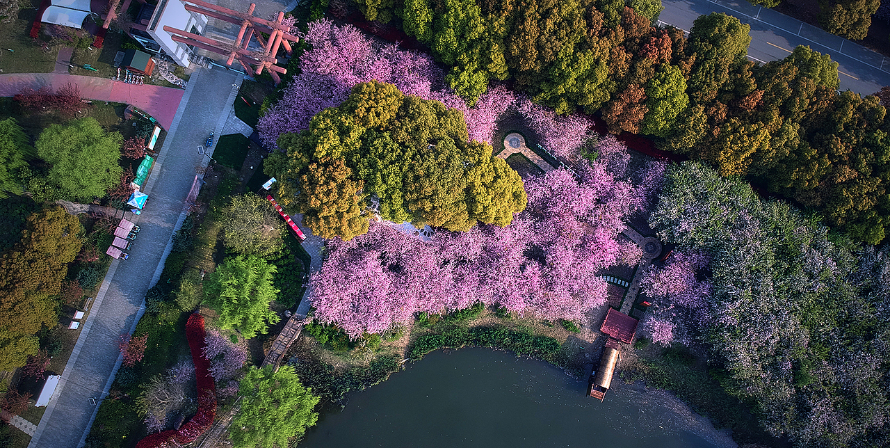 海棠花红映初心（图ZMjQ3MTQwODAw） - 展陈设计 - 站酷设计师时差设计原创素材 - 站酷ZCOOL