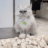 一根努力的火柴的头像
