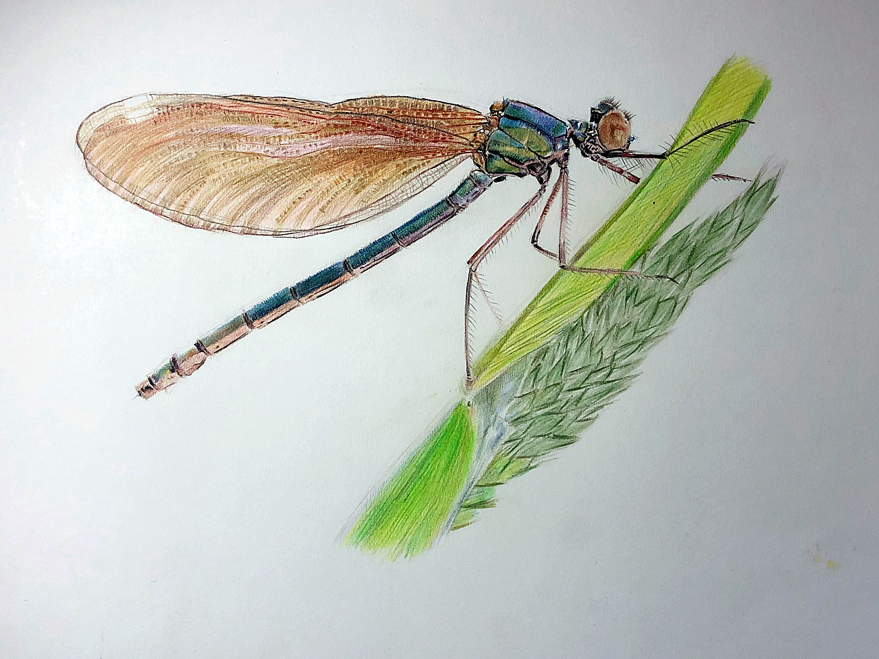 昆虫绘画 画家：齐白石