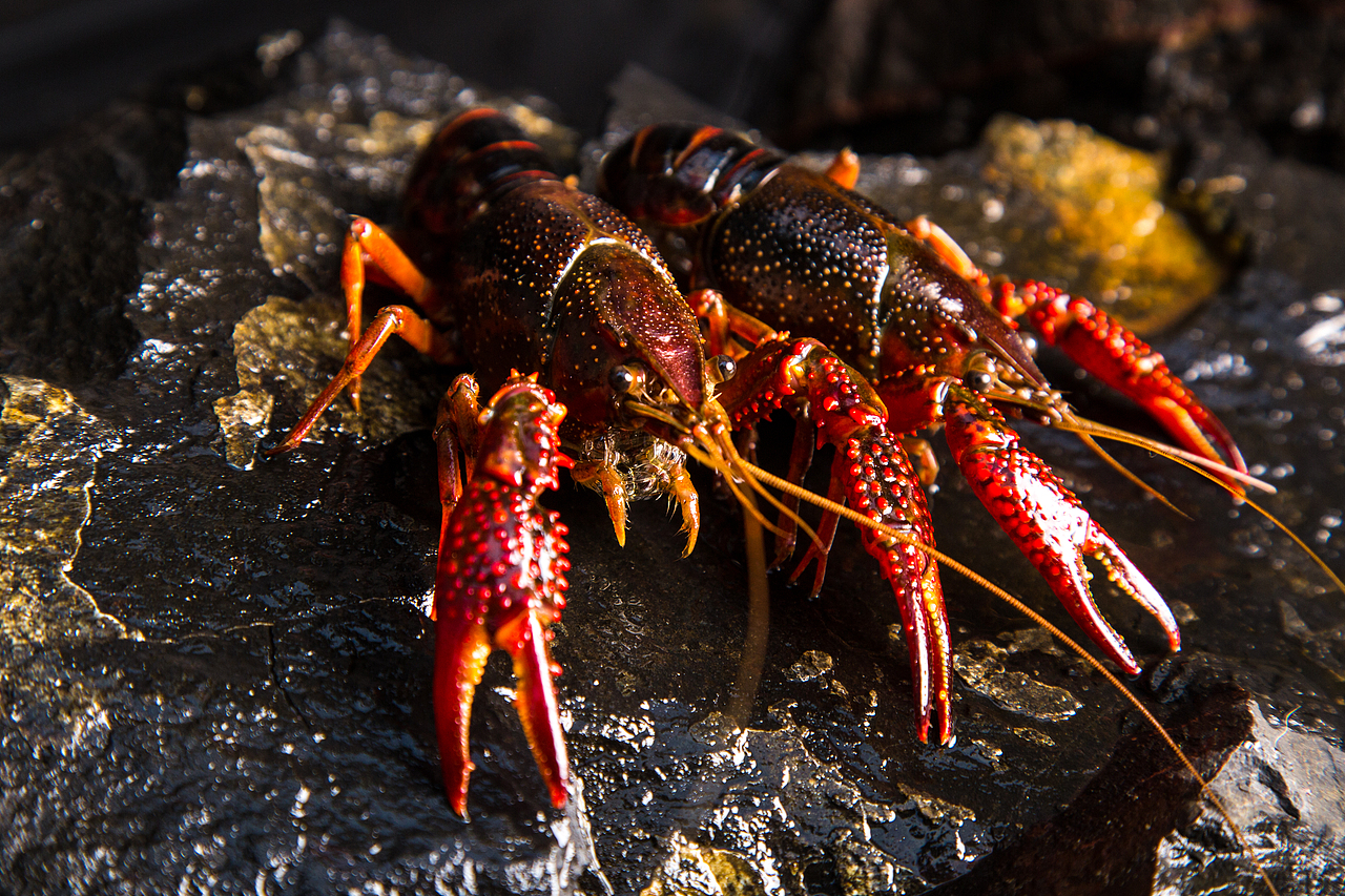 产品摄影 小龙虾（图ZMjgwNzQ5MDY0） - 产品摄影 - 站酷设计师木几产品摄影原创素材 - 站酷ZCOOL