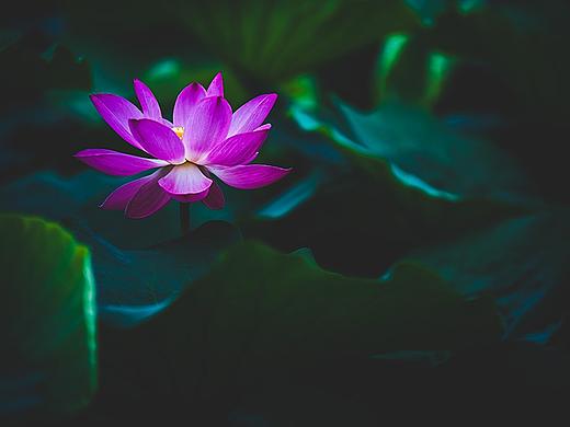 荷花·2018