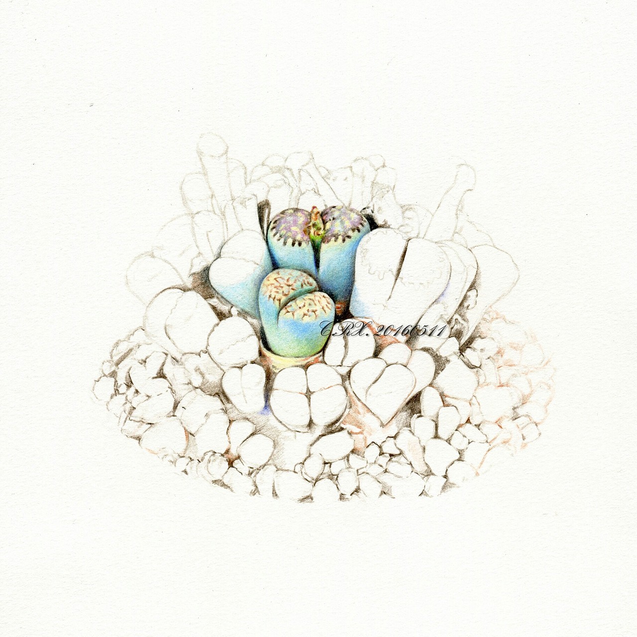 【溶萱手绘——彩铅多肉】生石花( . )