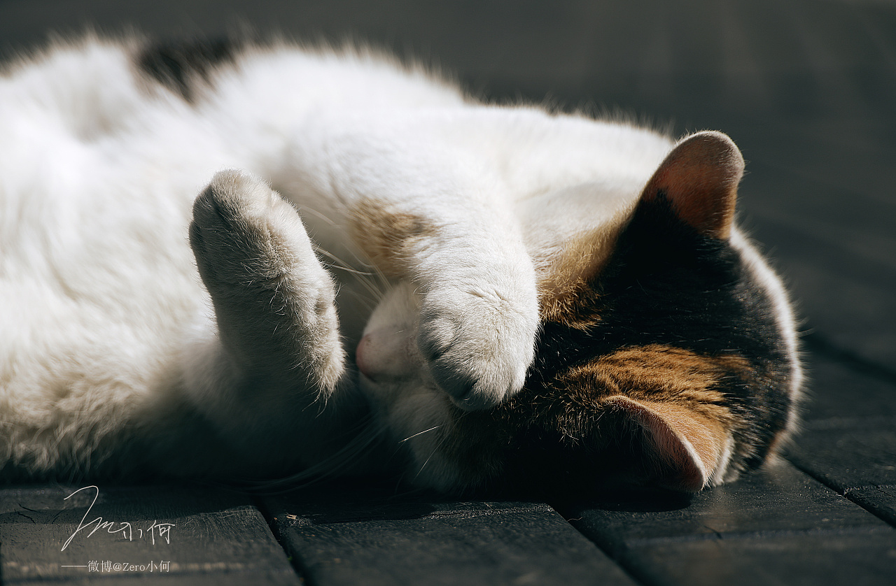 虽然很少有机会拍动物 但感觉好有趣 动物的动作姿态丰富 拍出来很有