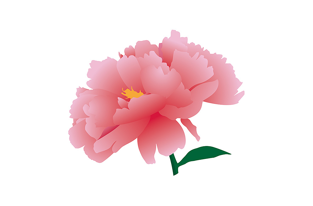   牡丹花矢量插画练习
