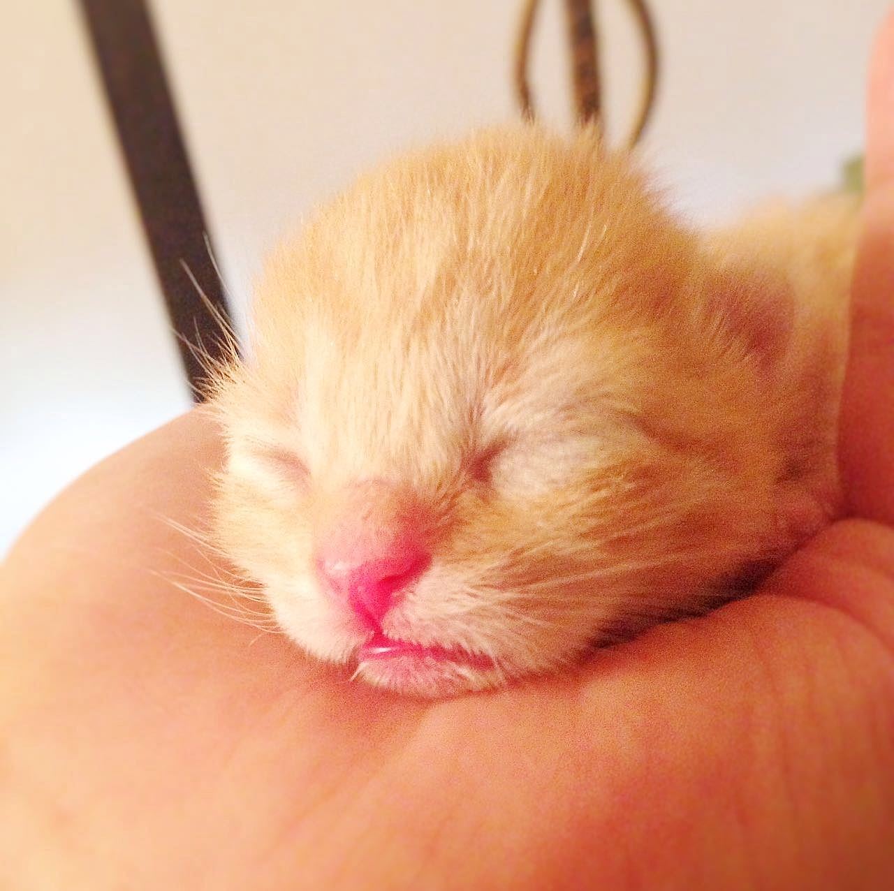 一一和LUNA有了一对龙凤喵宝