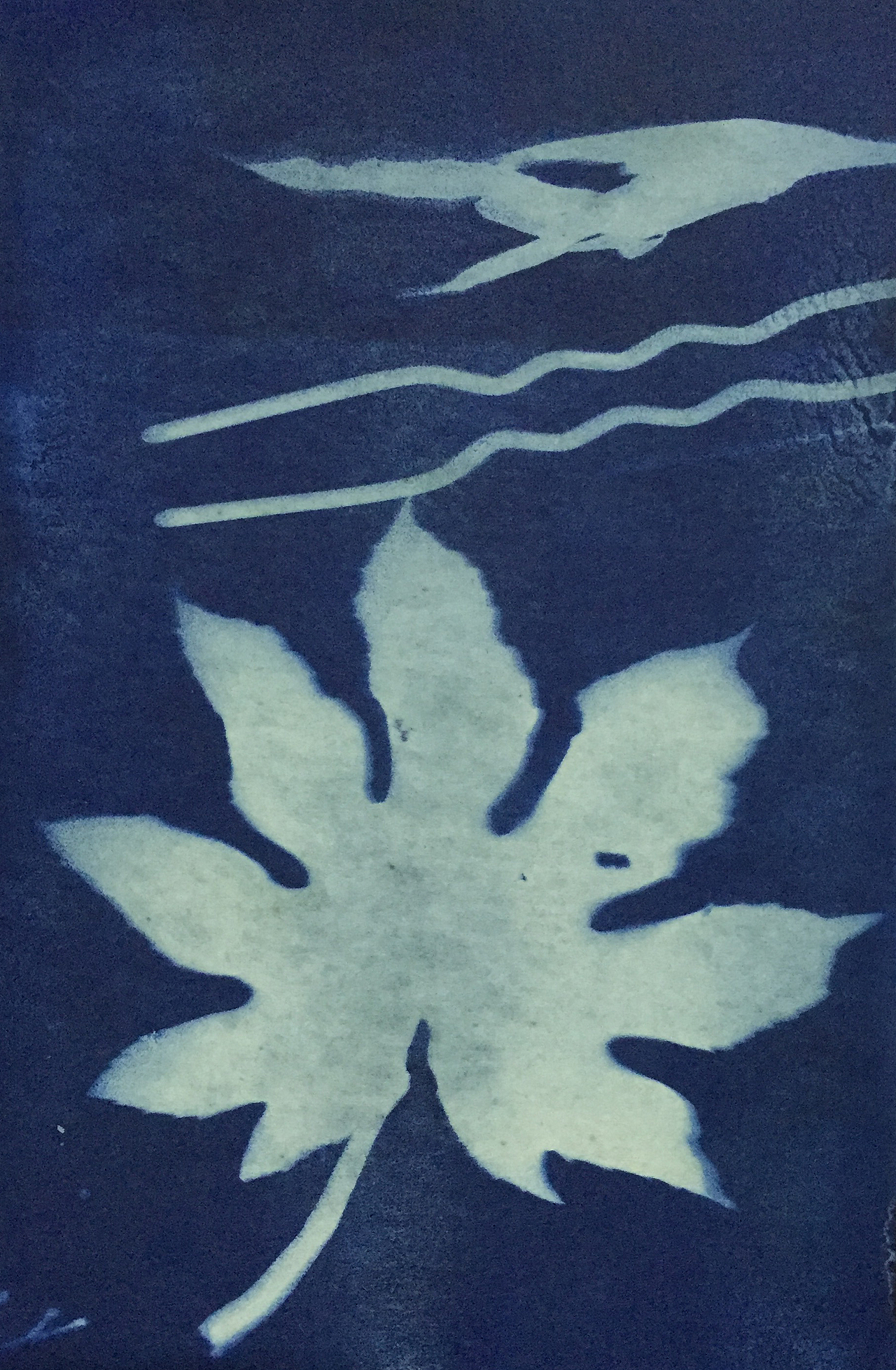 Cyanotype 蓝晒（图ZNTgyMTIwOTI=） - 图案 - 站酷设计师fangfangzhou原创素材 - 站酷ZCOOL