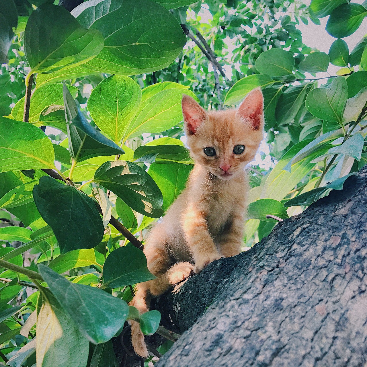 橘猫