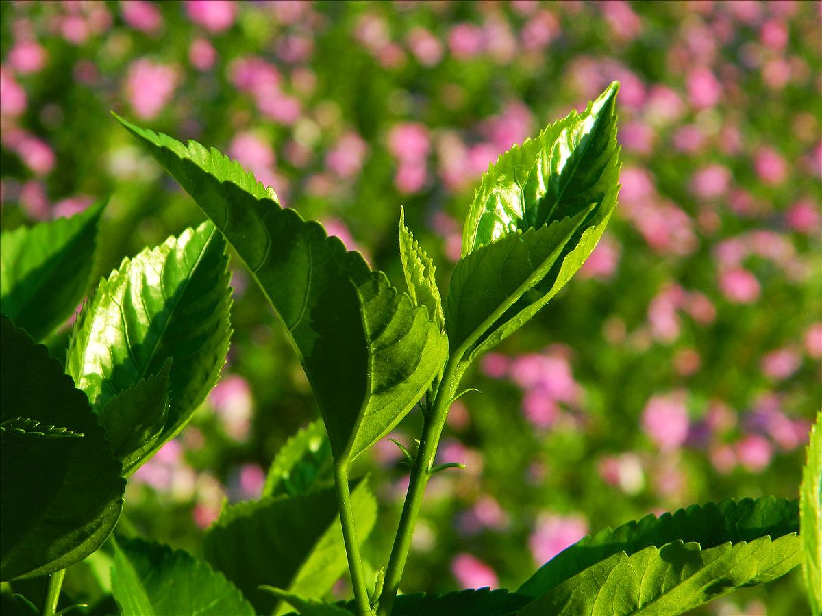 2012.07.29厦门金尚公园随拍