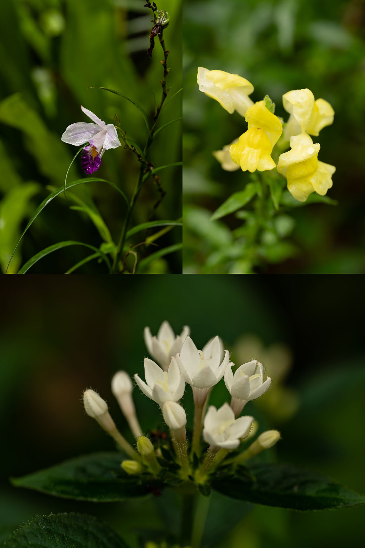 雨中植物微距（图ZMzcwMTM0MDg4） - 其他摄影 - 站酷设计师野雨EchoA原创素材 - 站酷ZCOOL