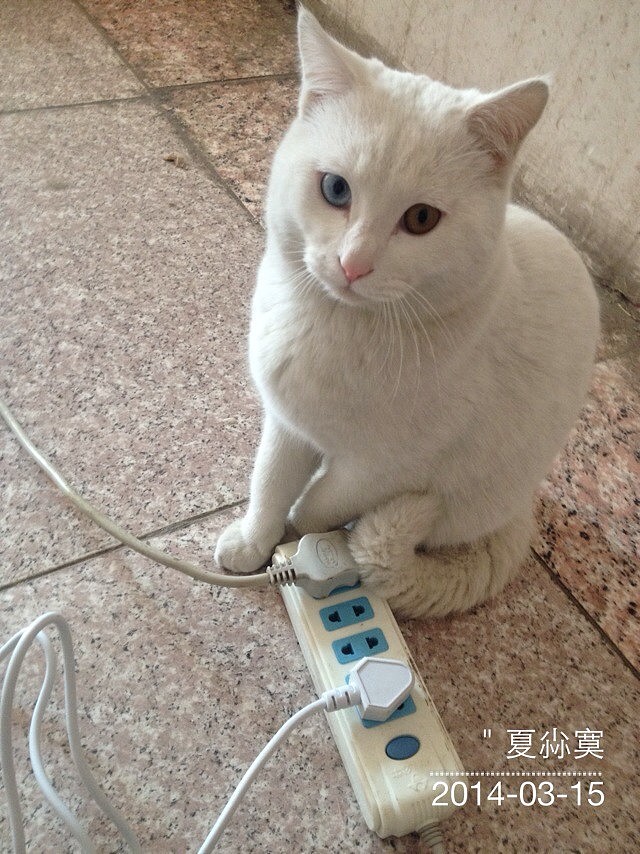 辛勤的猫奴一枚（图ZMjYxMDQxMDQ=） - 其他 - 站酷设计师夏尛寞滴原创素材 - 站酷ZCOOL