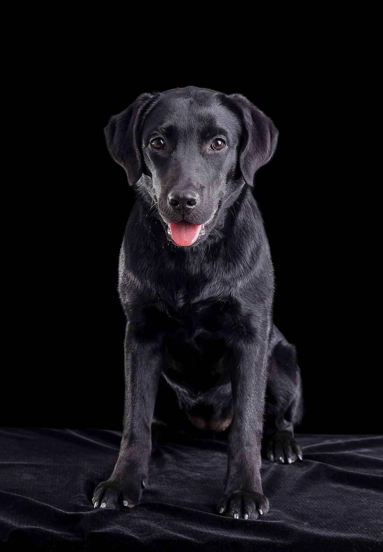 安琪（圖ZMTQ1MzQ1NTgw） - 寵物攝影 - 站酷設(shè)計(jì)師楊言原創(chuàng)素材 - 站酷ZCOOL