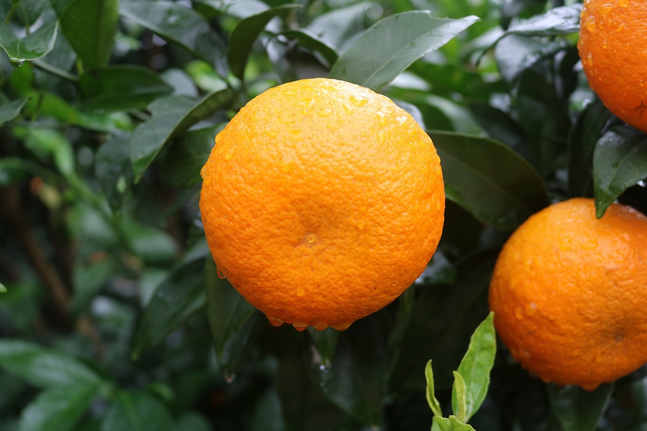 武鸣沃柑 老男人果品