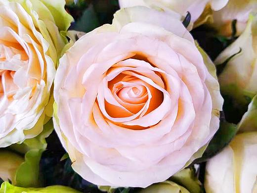 稀有玫瑰 —— 琉璃翠