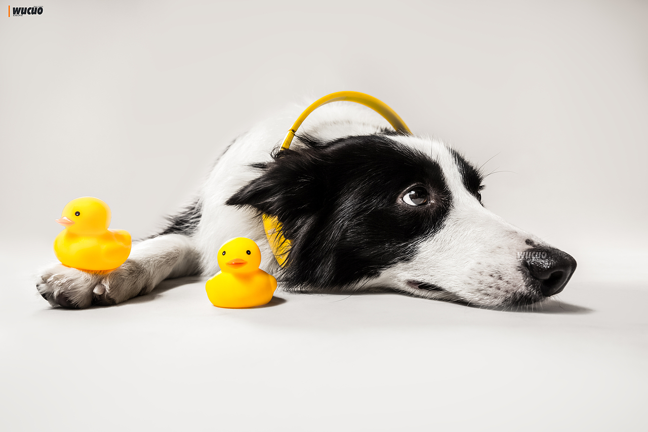 [宠物摄影] 边牧（图ZNTk0NjA0MzI=） - 宠物摄影 - 站酷设计师pingQ原创素材 - 站酷ZCOOL